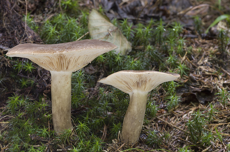 Lactarius picinus